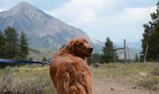 a dog on a leash in a field with mountains in the background