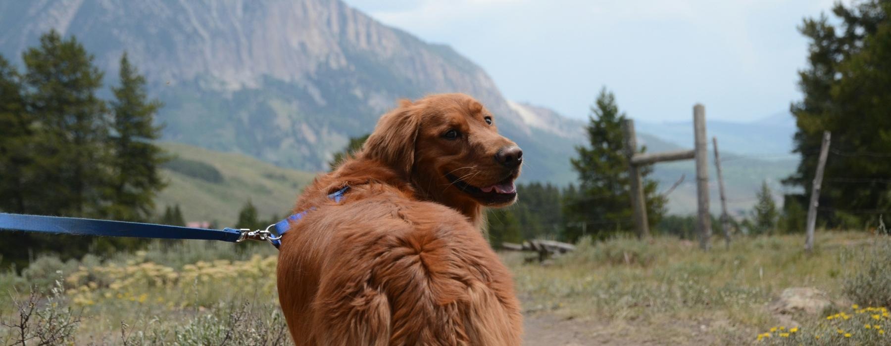 a dog on a leash in a field with mountains in the background
